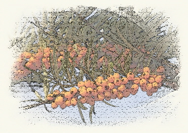 Sanddornstrauch